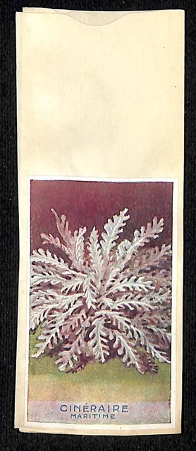 Cinéraire Maritime French Flower Seed Packet Unused c1900-1920