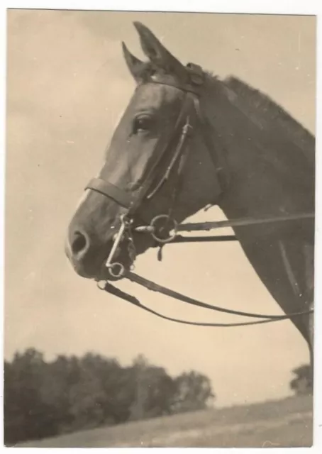 16/752  Foto Pferd Sachsen Um 1956  - Moritzburg ?