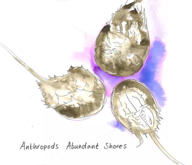 Anthropods Abundant Shores (CD) Album (PRESALE 10/05/2024)