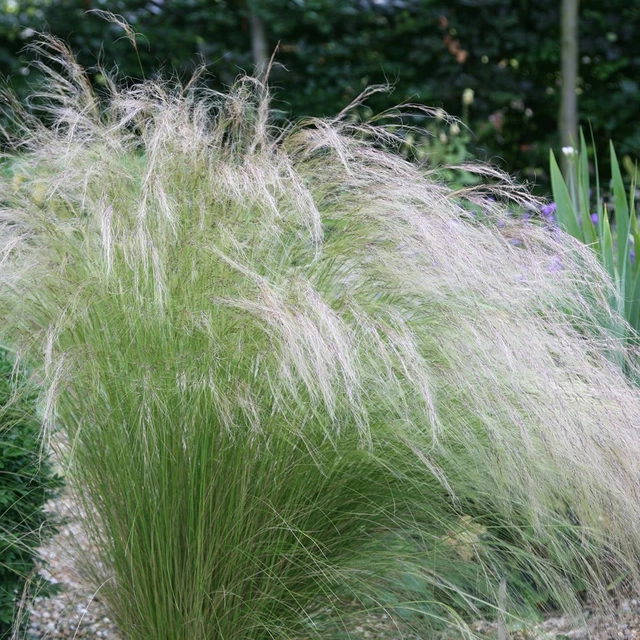 Stipa Tenuissima Pony Tails Mexican Feather Grass Evergreen  Garden  Plant