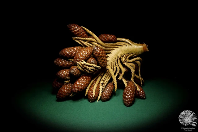Raphia farinifera tropical centroáfrica palmera reciente frutos secos especie
