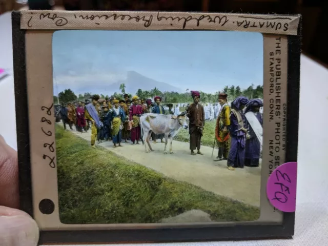 HISTORIC Colored Glass Magic Lantern Slide EFQ SUMATRA WEDDING COW  RARE!!