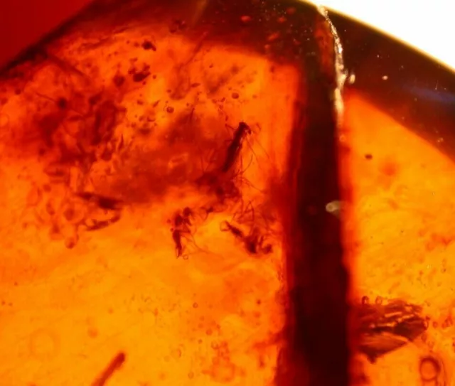 Blood Sucking Flies in RED Burmite Amber Fossil Gemstone Dinosaur Age