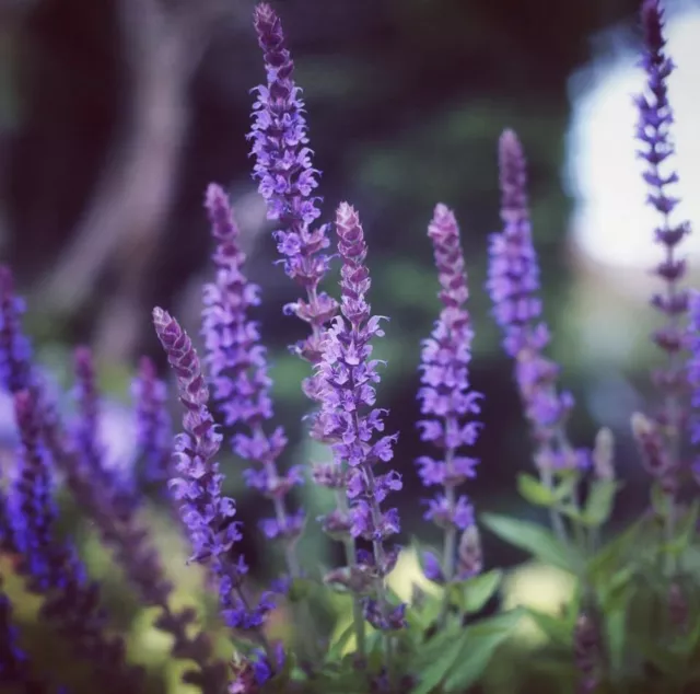 5 x Salvia Nemorosa ‘West Friesland’, Plug Plants, Purple, Bee and Wildlife