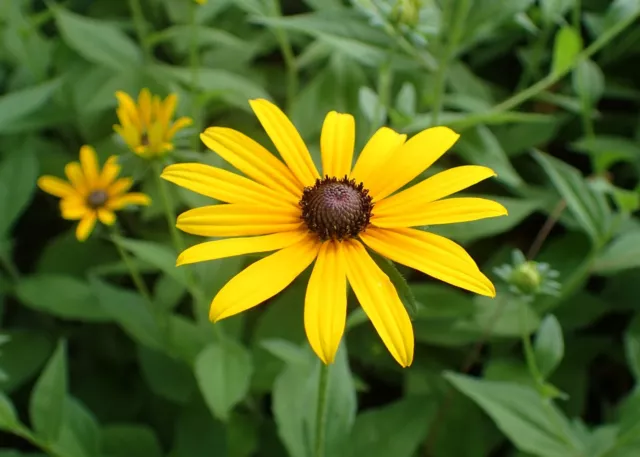 RUDBECKIA BLACK EYED SUSAN 3 x 9cm Pot Plants Dormant Plants Grown In Peat Free