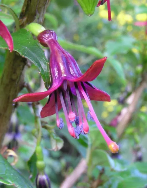 Fucsia excorticata 25 semi