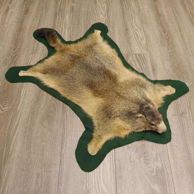Marmota Fell-Vorleger Con Kopfpräparation Decoración