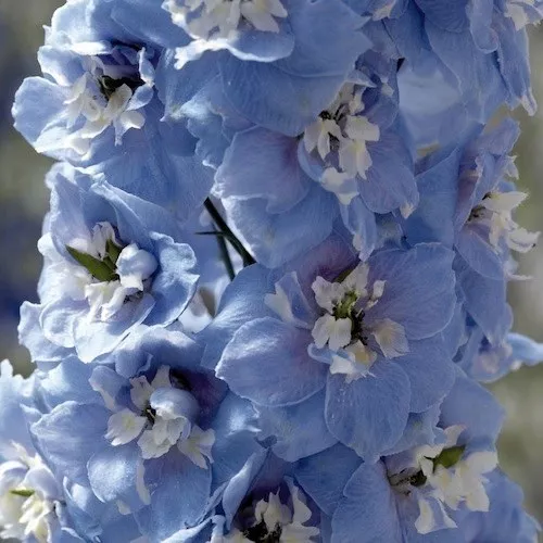 25 + Magique Fontaines Ciel Bleu W/Blanc Abeille Delphinium Semences Florales /