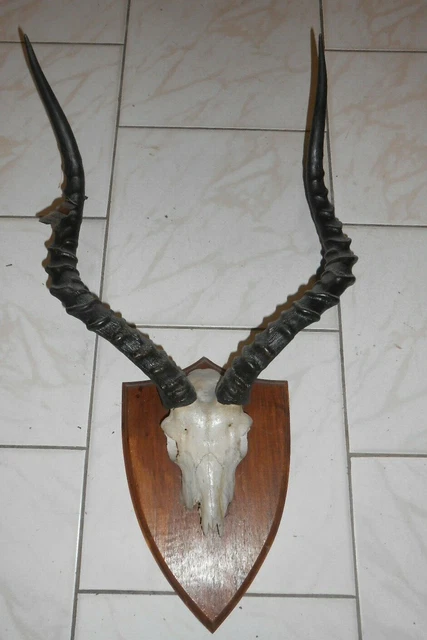 Trophée Massacre - Objet Déco Chasse Et Cabinet De Curiosité