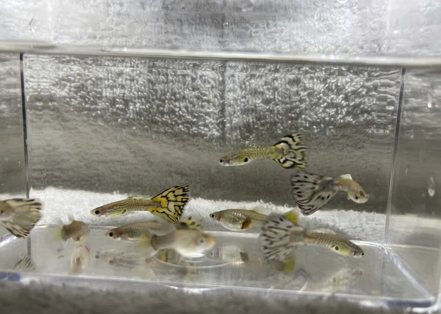 3 Assorted Fancy Guppies Freshwater Aquarium Live Fish Tank Raised Male Female
