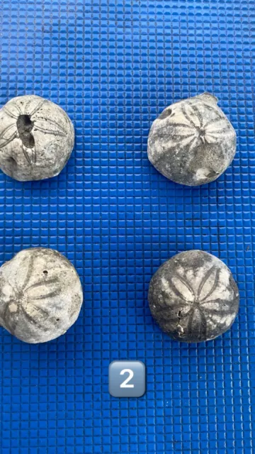 Grade 2 Sea Urchin Fossil