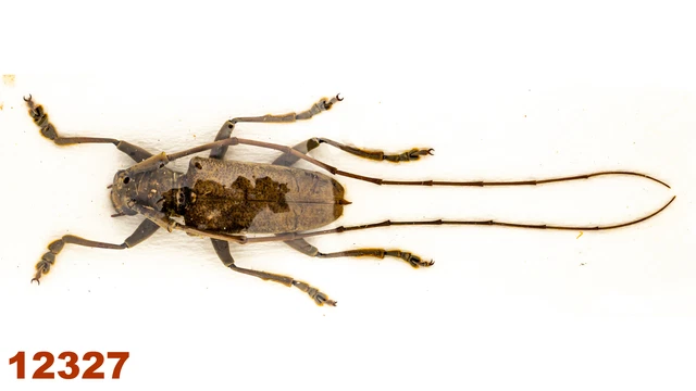 Cerambycidae: Acalolepta sp.   A1, 20 mm , 1 pc