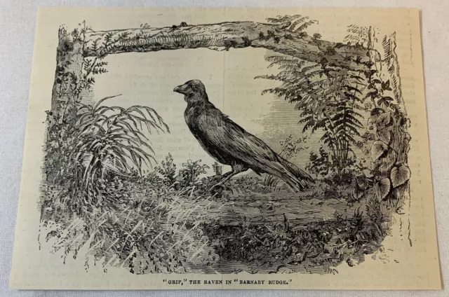 1887 magazine engraving~ 'GRIP' THE RAVEN in Barnaby Rudge