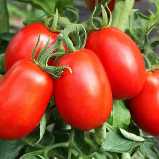 Seeds Tomato De-Barao Giant Red Rare Vegatable NON-GMO Organic Ukraine