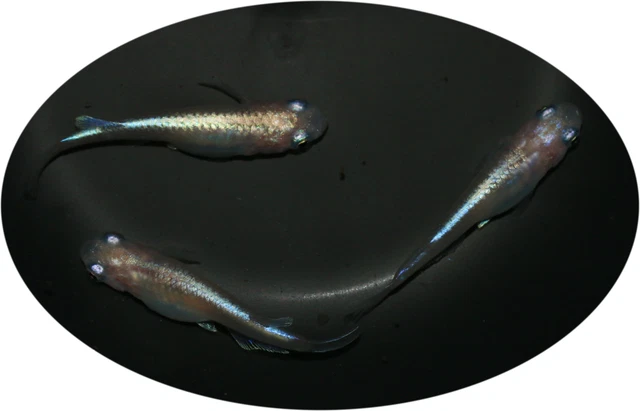 REISFISCHE MEDAKA Oryzias latipes Miyuki White Rice Fisch EUR 20