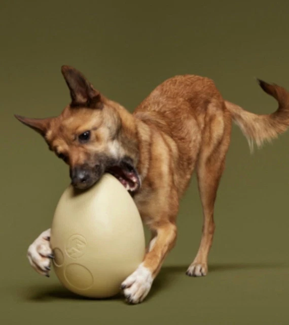 NEW JURASSIC WORLD & Bark Box Super Chewer “ Dinosaur Egg “ Dog Toy XL