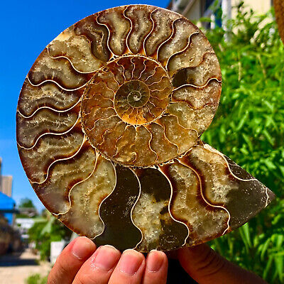 476G Rare! Natural Tentacle Ammonite FossilSpecimen Shell Healing Madagascar