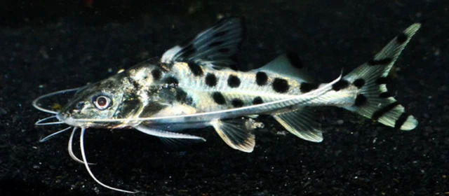 Pack of 2 Pictus Catfish Freshwater Live Tropical Aquarium Fish 2-3" Inches A+