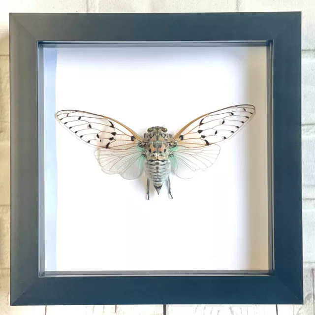 White Ghost Cicada (Ayuthia spectabilis) Box Frame Display Case Beetle Insect
