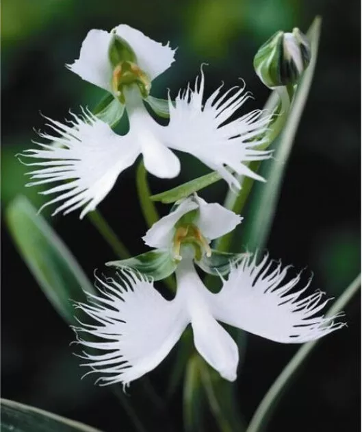 THE WHITE EGRET ORCHID FLOWER -Habenaria radiata seeds 5 10 20 40 Orchids