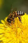 Rapshonig 2,5 Kg vom Imker Bienenhonig Deutscher Honig Blütenhonig