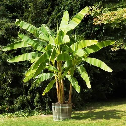 YEGAOL Garden 100Pcs Dwarf Banana Seeds Tropical Fruit Perennial Organic Non-...