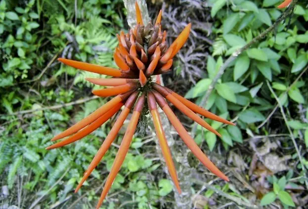 5 semi Por Erythrina Amazonica Árbol Planta de México Arancio Coral