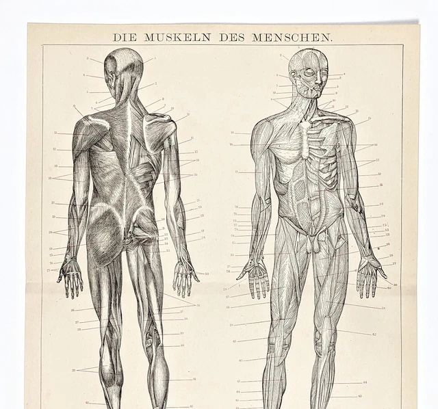 1885 Muscles of Man Anatomical Lithograph Head Torso Legs Genitals Arms German