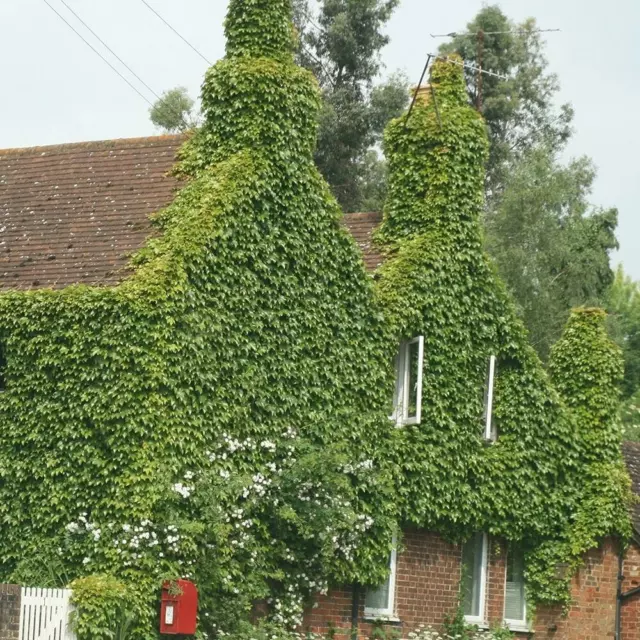 Parthenocissus Tricuspidata Veitchii BurgundyClimbing Plant 60cm Cane 3L Pot