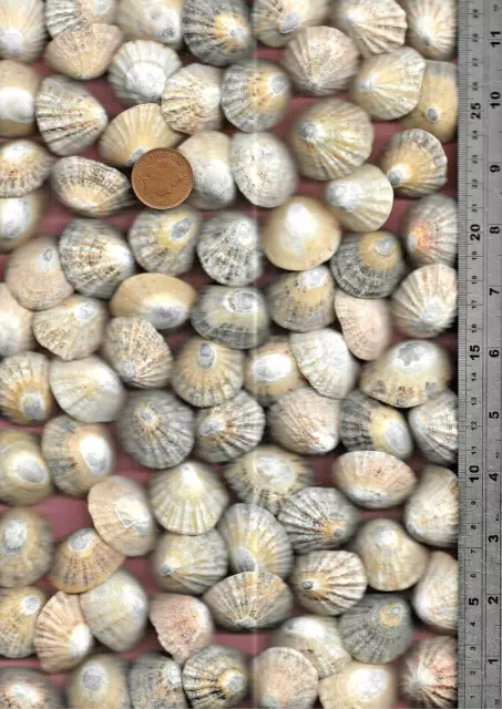 80 UK NORTH SEA very worn & nibbled Scottish LIMPET sea shells 400g Art craft