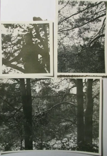 RAR Orig. Foto alter Zeit 2.WK kl Sammlung Lot Junge Kind hoch ober auf dem Baum