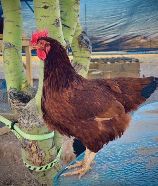 6+ FERTILE CHERRY Egger Chicken Eggs UNIQUE $24.95 - PicClick