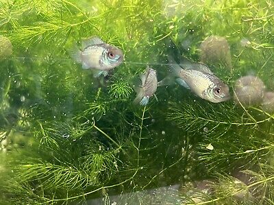 3 Electric Blue Acara Fish Freshwater Locally Bred