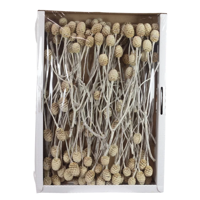 Ramas de sabulosum - 3 cabezas - 50 piezas - crema helada