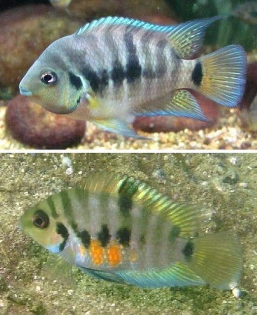 Pair of breeding Kanna convicts