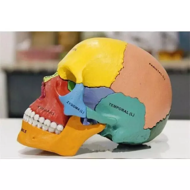 Colored Skull Bone 4D Puzzle Assembling Toy Human Body Organ Anatomical Model