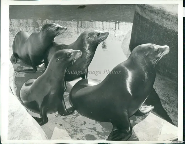 1943 Sea Lion Family Sniff Spring In The Air At Pools Edge, Ny Animals 7X9 Photo
