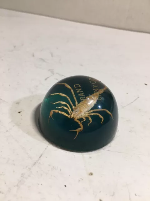 Vintage Real Scorpion Encased Paperweight Grand Canyon Souvenir