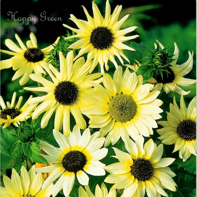 BEACH SUNFLOWER - VANILLA ICE - 60 SEEDS - Helianthus debilis - CUCUMBERLEAF