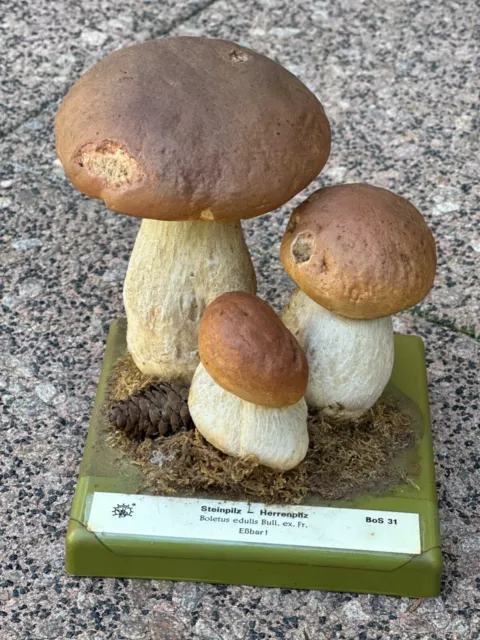 Somso Pilzmodell - Steinpilz-Herrenpilz- BoS 31