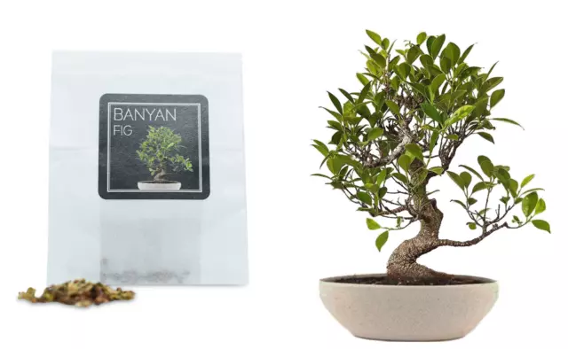 30 Banyan Fig Bonsai Seeds | Grow Your Own Bonsai Tree | Bonsai Beginner Gift