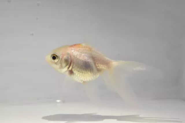 Ryukin Oranda Goldfish 2-3" Live Tropical Freshwater Aquarium Fish Tank