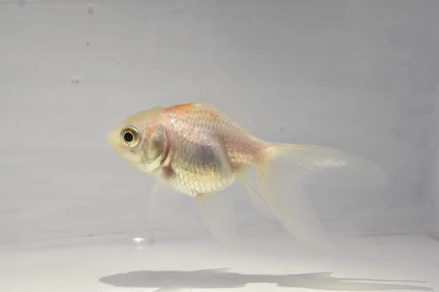 Ryukin Oranda Goldfish 2-3" Live Tropical Freshwater Aquarium Fish Tank
