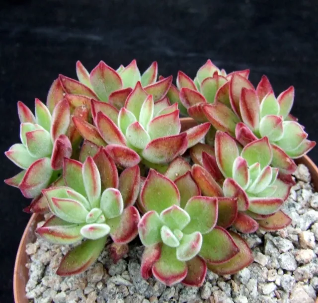 Echeveria Pulvinata 'Devotion' choice 9cm cultivar collectors succulent /cactus