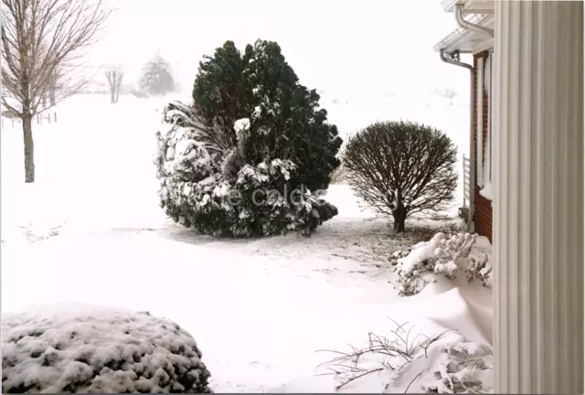 Found Photo - 90s - Pretty Snapshot Of Snow Pulling A Green Bush Down In Yard