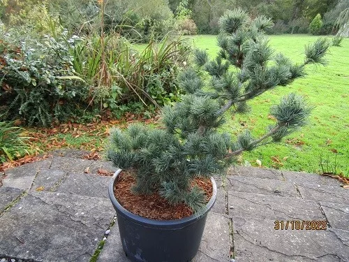 Pinus parviflora fuku-zu-mi Japan white pine 39-45cm