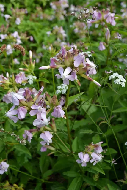 Wild Flower - Soapwort - Saponaria officinalis - 1000 Seeds - Large