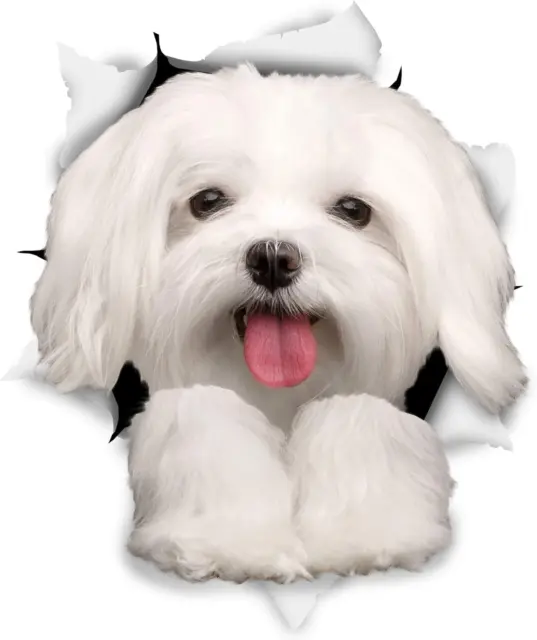 Pack 3D Maltese Dog Stickers - Cute Decals for Wall, Fridge, Toilet & More