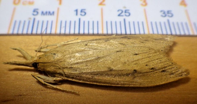 Unidentified Crambid Snout Moth Donacaula sp. Crambidae Lepidoptera SE TX D240