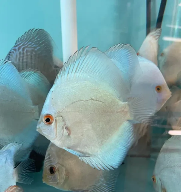 1 Live Juvenile Blue Diamond Discus 1-2 Inches Premium Freshwater Tropical Fish